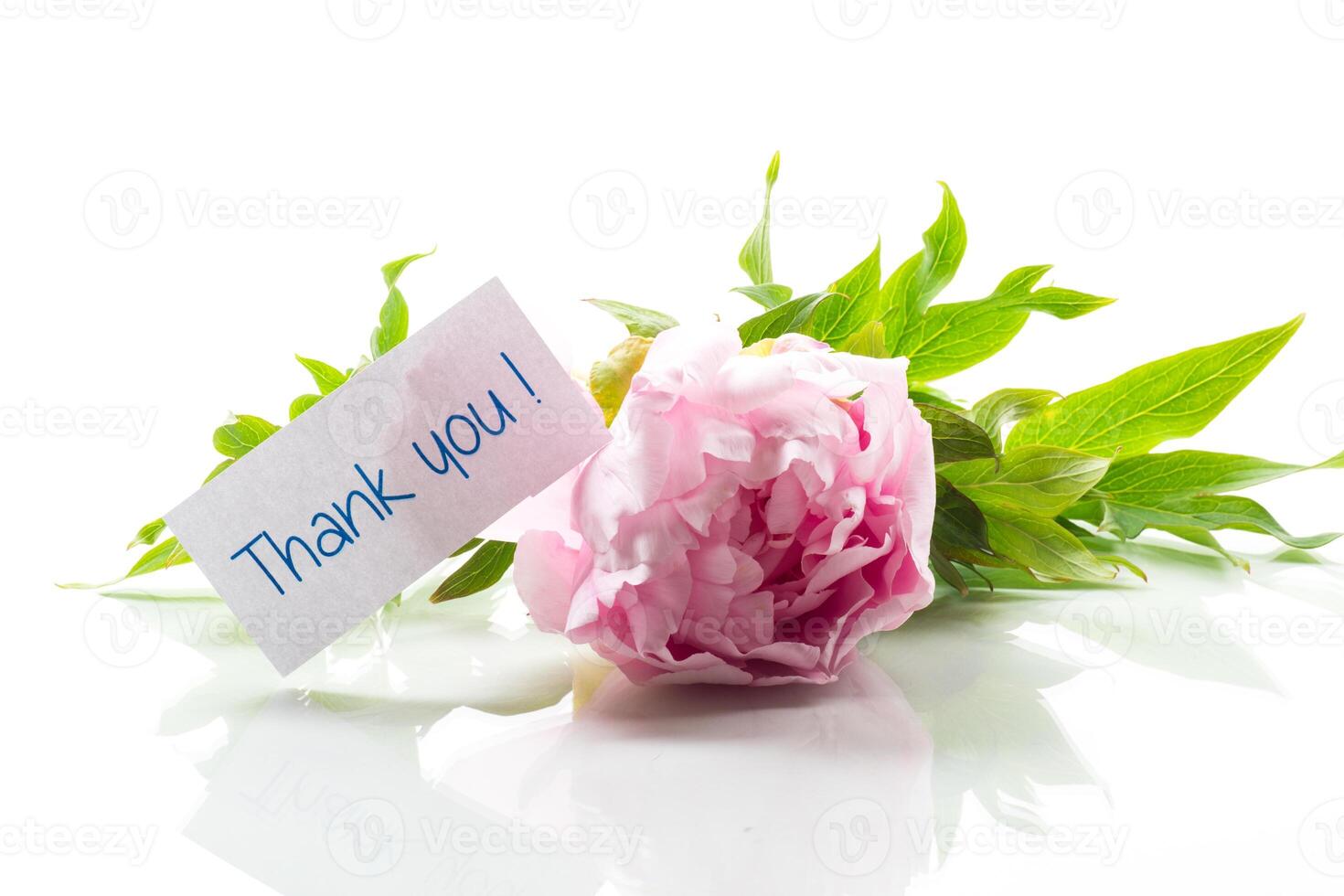 Pink tree peony flower, isolated on white background photo