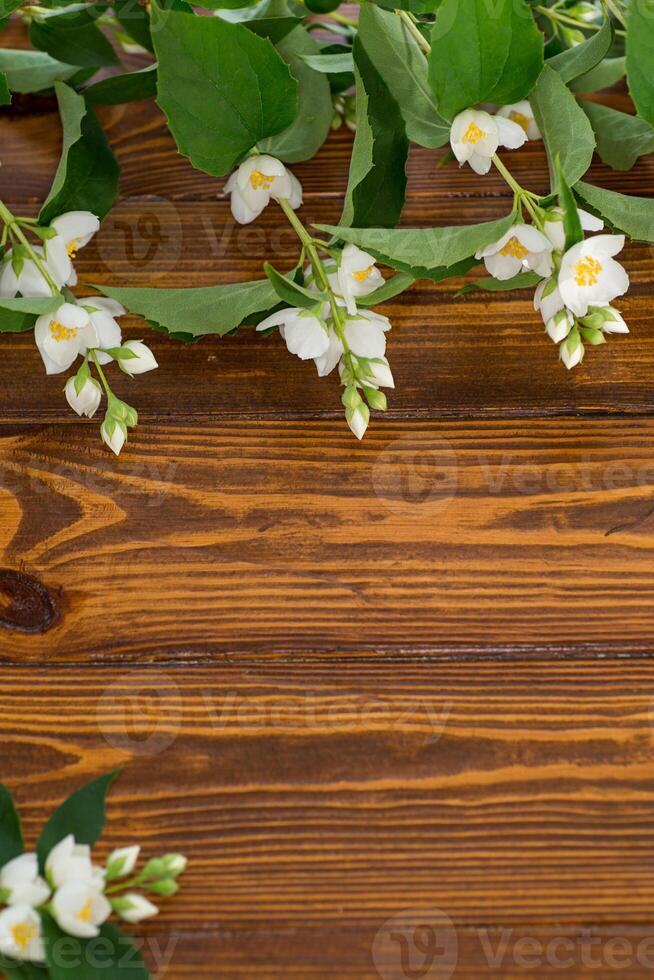 wooden dark background with white jasmine flowers photo