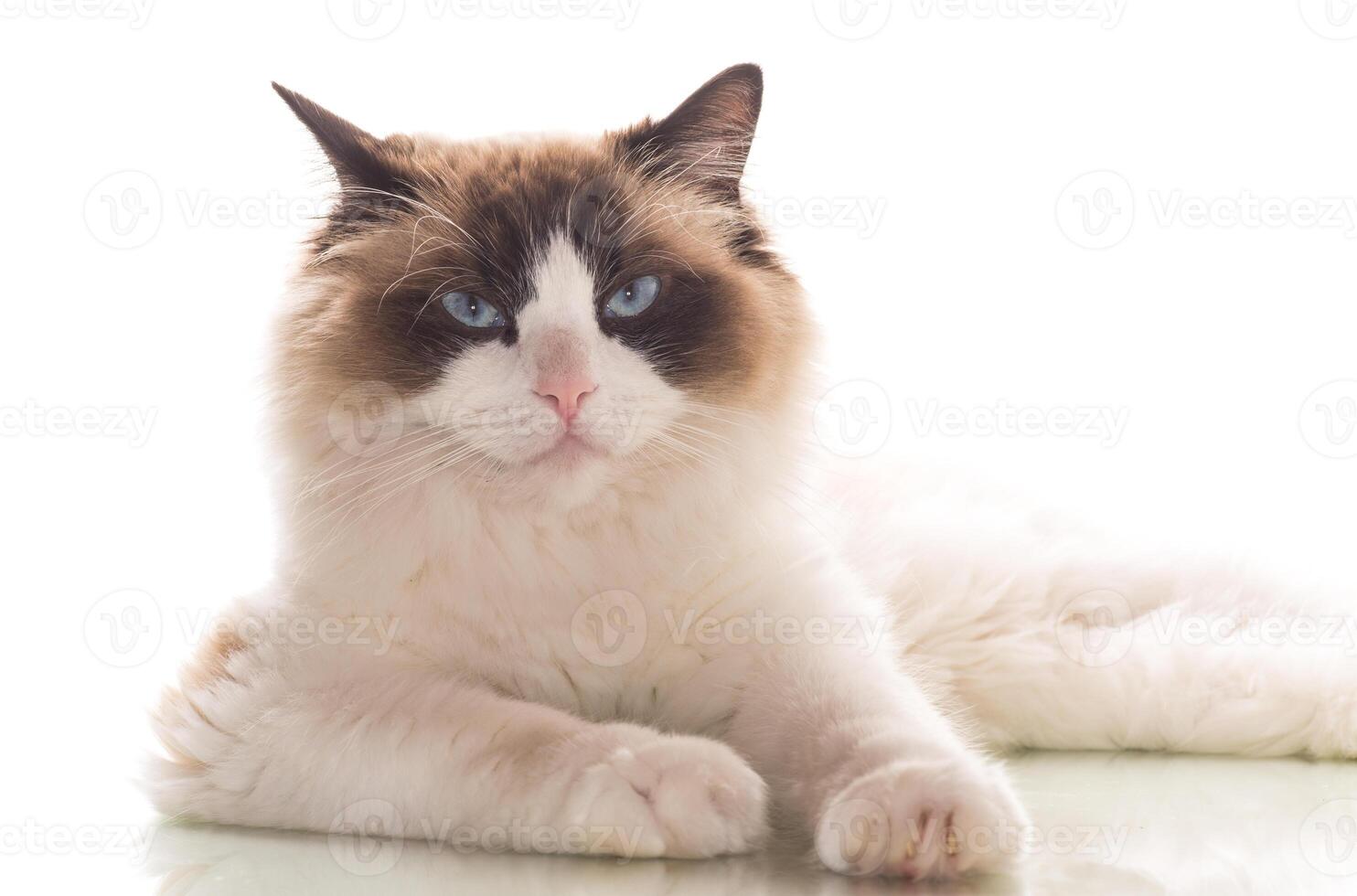 Beautiful young healthy Ragdoll cat on a white background. photo