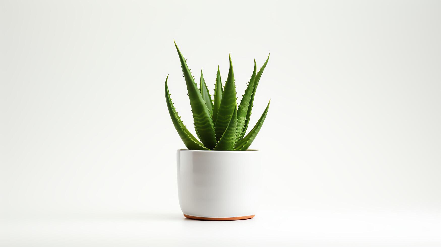 High-resolution image of a small Aloe Vera plant in a simple pot, its vibrant green leaves radiating outwards, set against a stark white background to highlight its medicinal and c photo