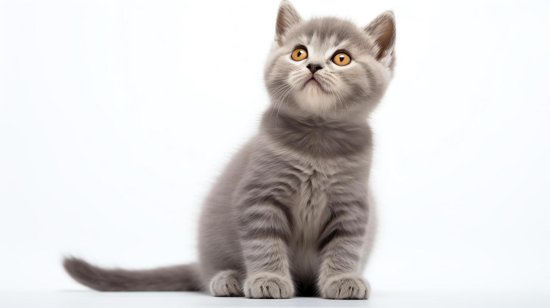 Heartwarming picture of a small grey kitten looking up with innocent eyes, sitting neatly on a white background, ideal for eliciting a warm, affectionate response. photo