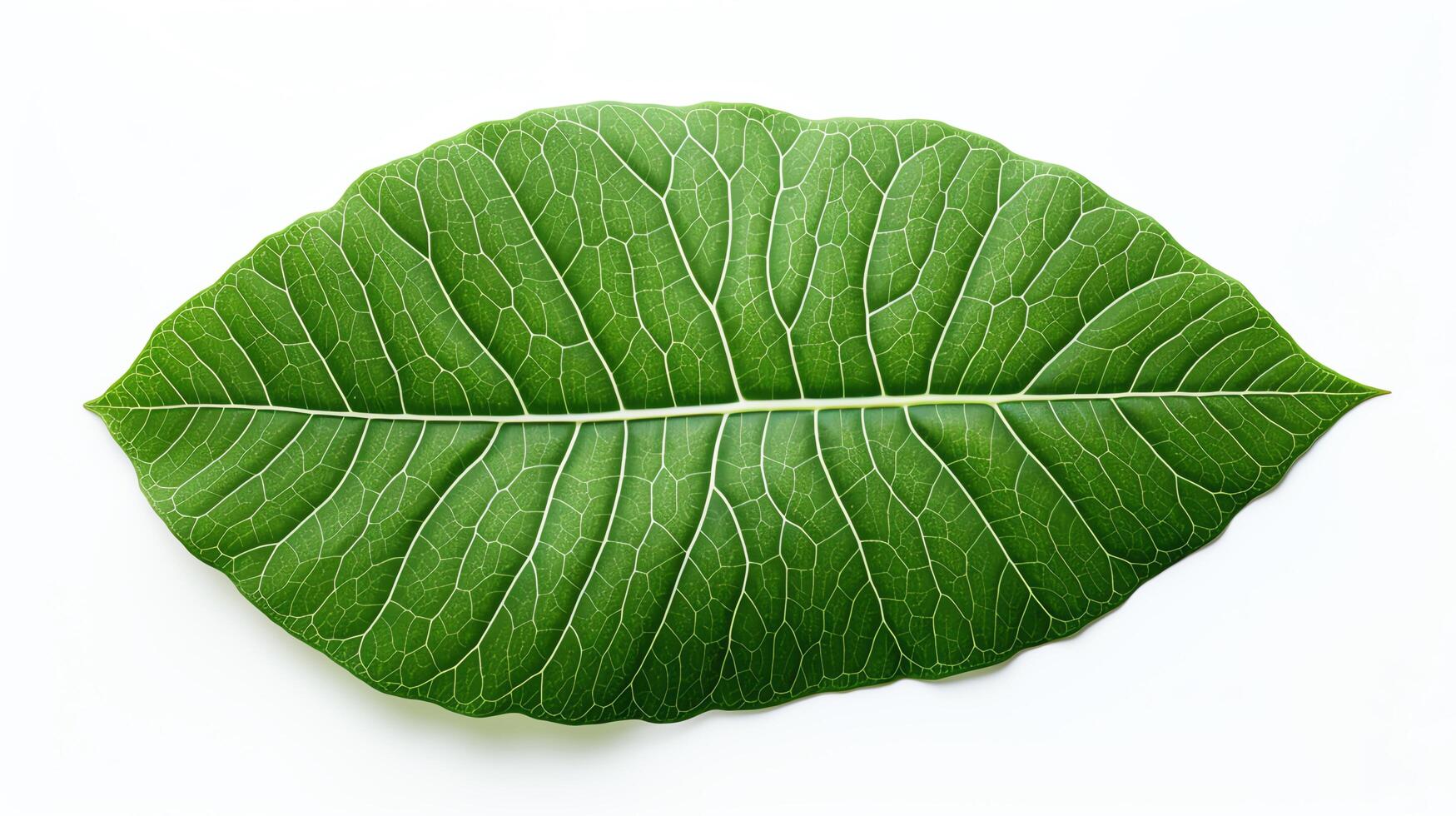 A single leaf, captured in stunning detail. The veins and textures of the leaf are clearly visible, creating a sense of depth and realism. photo
