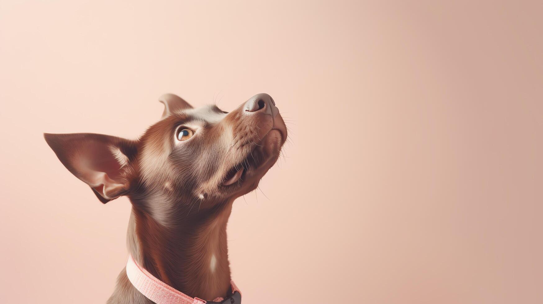 A cute dog gazing upwards, captured against a plain, light-colored background with significant copy space, suitable for pet adoption campaigns or educational pet care materials. photo