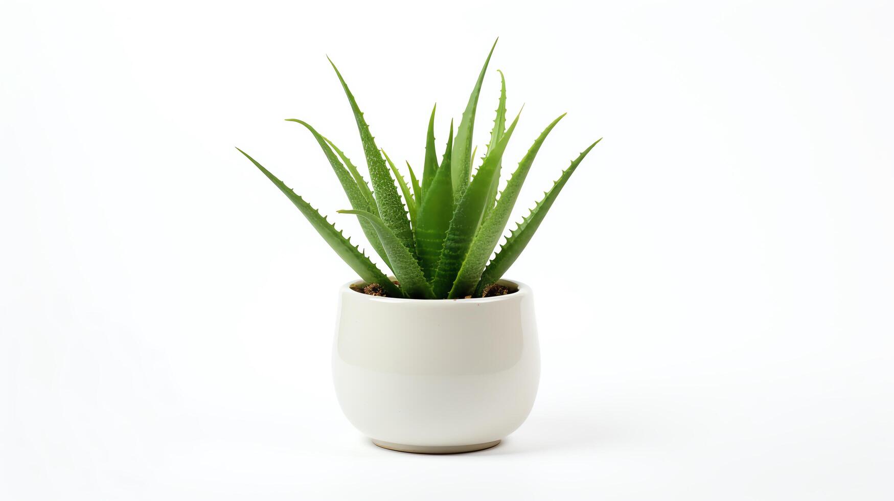 High-resolution image of a small Aloe Vera plant in a simple pot, its vibrant green leaves radiating outwards, set against a stark white background to highlight its medicinal and c photo