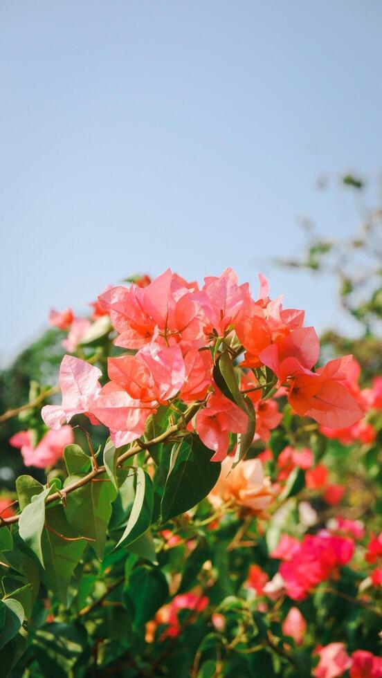 A close-up of vibrant pink bougainvillea flowers against a clear blue sky. The flowers are in full bloom, with delicate, papery petals and lush green leaves. photo