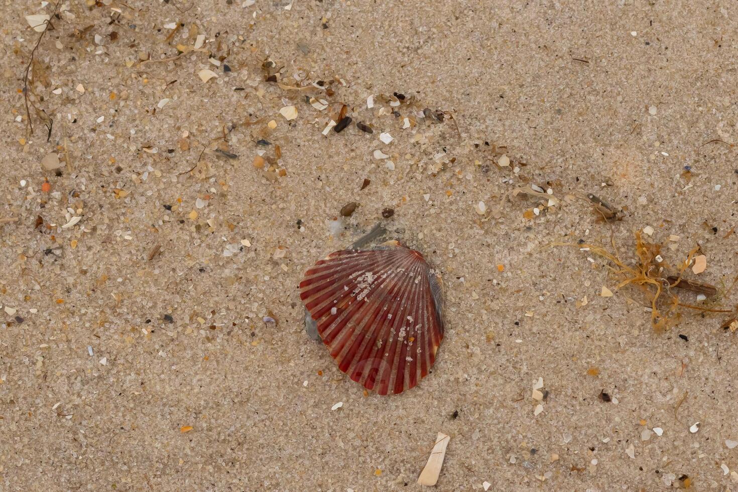This pretty red scallop shell lay here on the beach. Brown grains of sand all around with speckles of stone mixed in. This beautiful seashell almost looks like a fan. photo