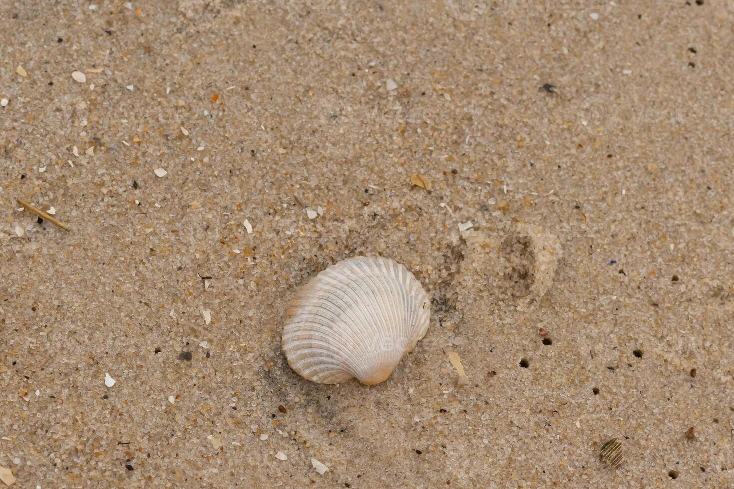 This is an image of a seashell sitting on the beach. The white shell with ribs is known as a blood ark. The pretty brown grains of sand all around with other salt water debris. photo