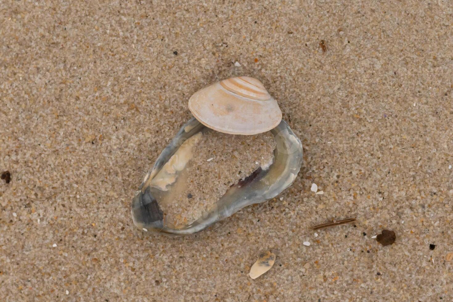 This cute little clam shell lay on top of a blue oyster shell in this picture. The seashells brought in by the waves of the sea lay here among the brown grains of sand. photo