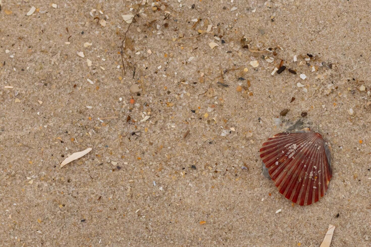 This pretty red scallop shell lay here on the beach. Brown grains of sand all around with speckles of stone mixed in. This beautiful seashell almost looks like a fan. photo