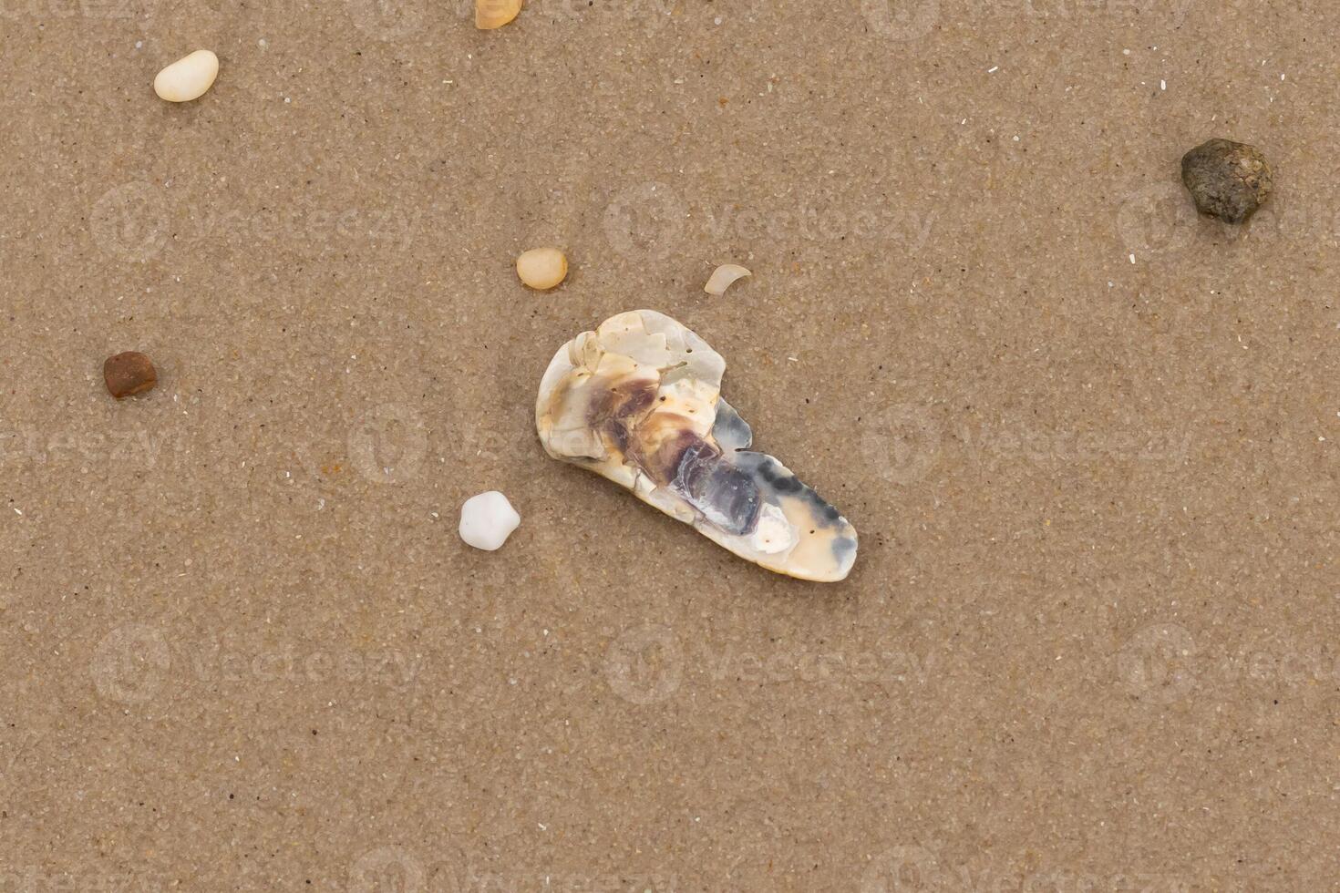 This little oyster shell lay on the beach in this picture. The seashell has tones of blue in it and really stands out against the brown grains of sand. Little smooth pebbles can be seen all around. photo