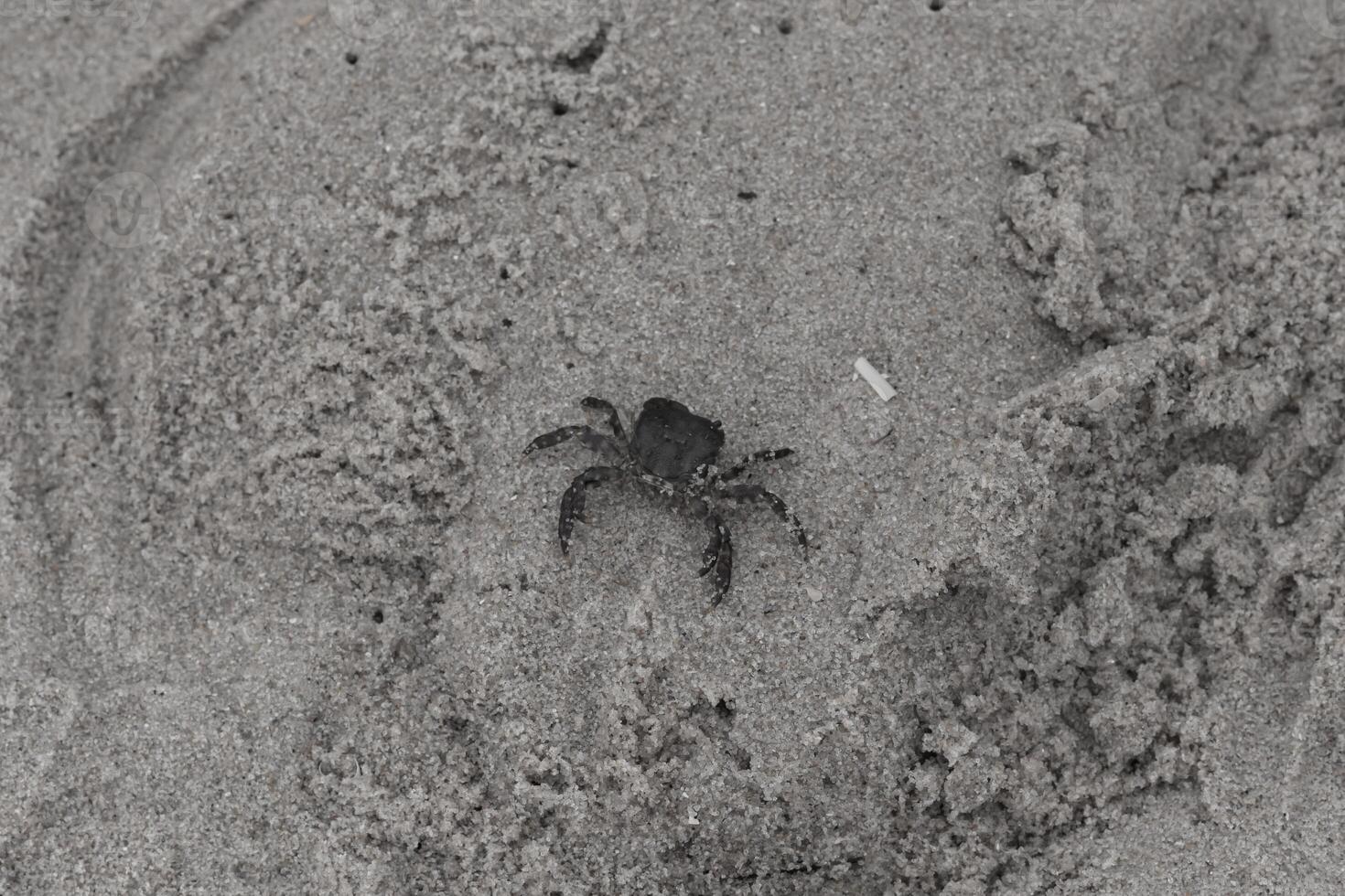 This is a picture of a cute little crab in the sand. The white bands on his legs really stands out. His little pinchers facing towards danger. This is a Japanese Shore crab and came up onto the beach. photo