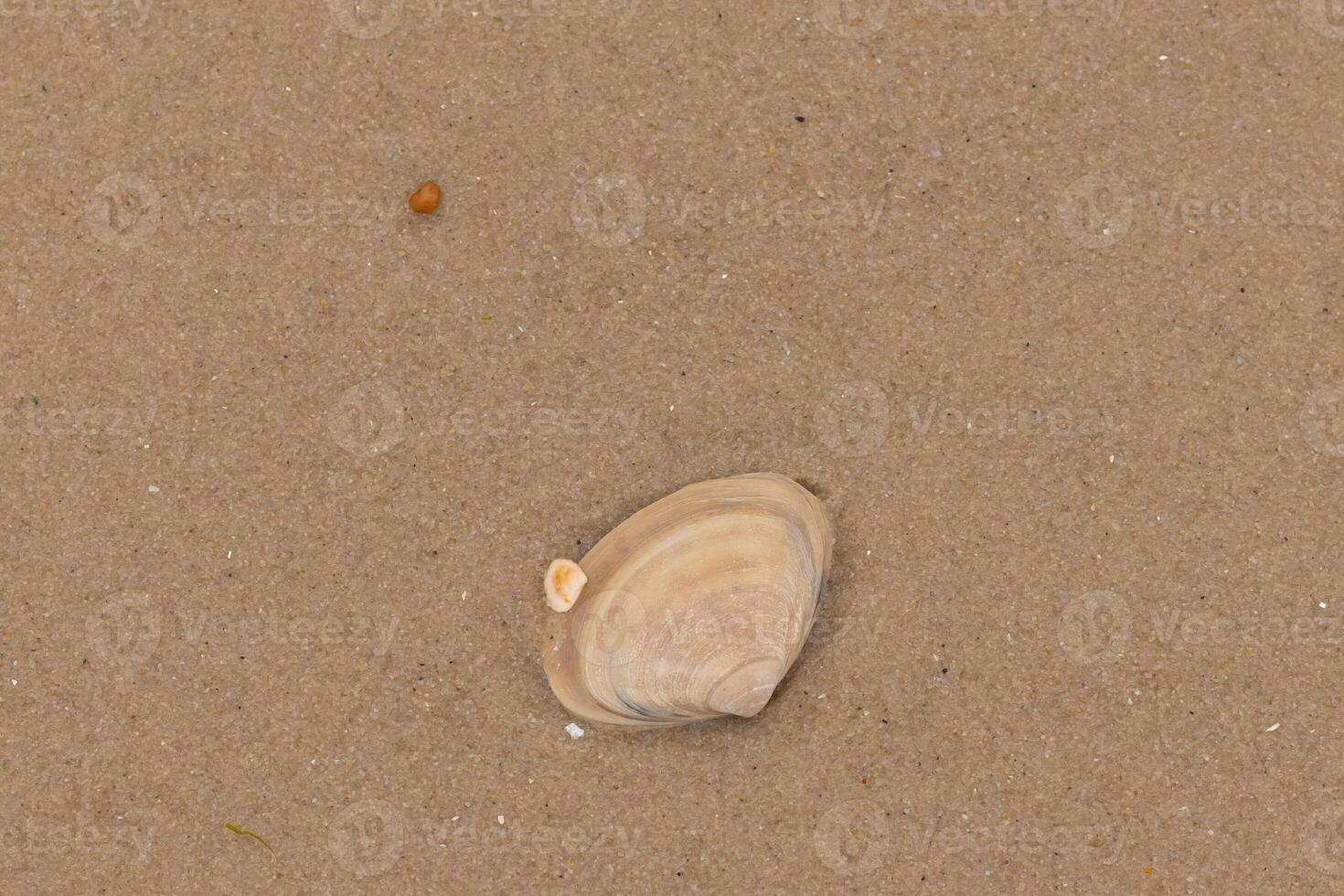 This cute little clam shell was laying on the beach when this picture was shot. The light tan look of it looks pretty with the bands of colors. Grains of brown sand lay all around with smooth pebbles. photo
