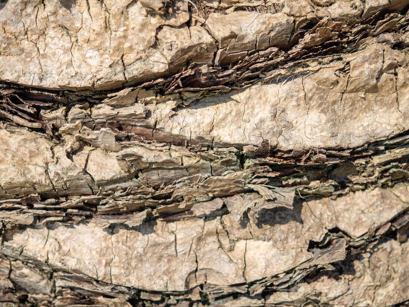 The structure of the bark of a palm tree. Southern tree bark. The protective cover of the palm tree. Shaggy palm trunk photo