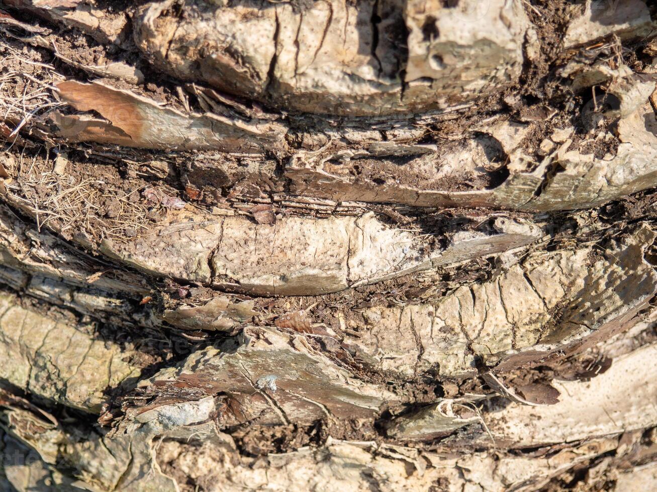 The structure of the bark of a palm tree. Southern tree bark. The protective cover of the palm tree. Background photo