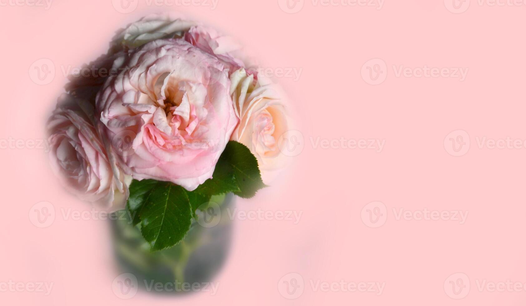 roses bloom in the summer in the country garden photo