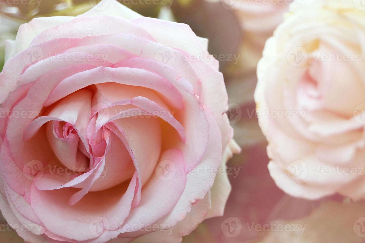 roses bloom in the summer in the country garden photo