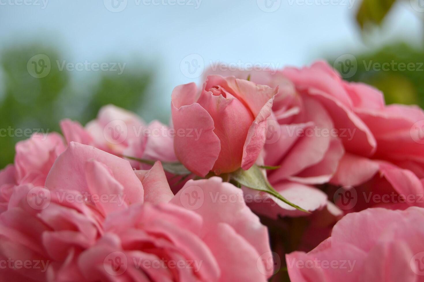 roses bloom in the summer in the country garden photo