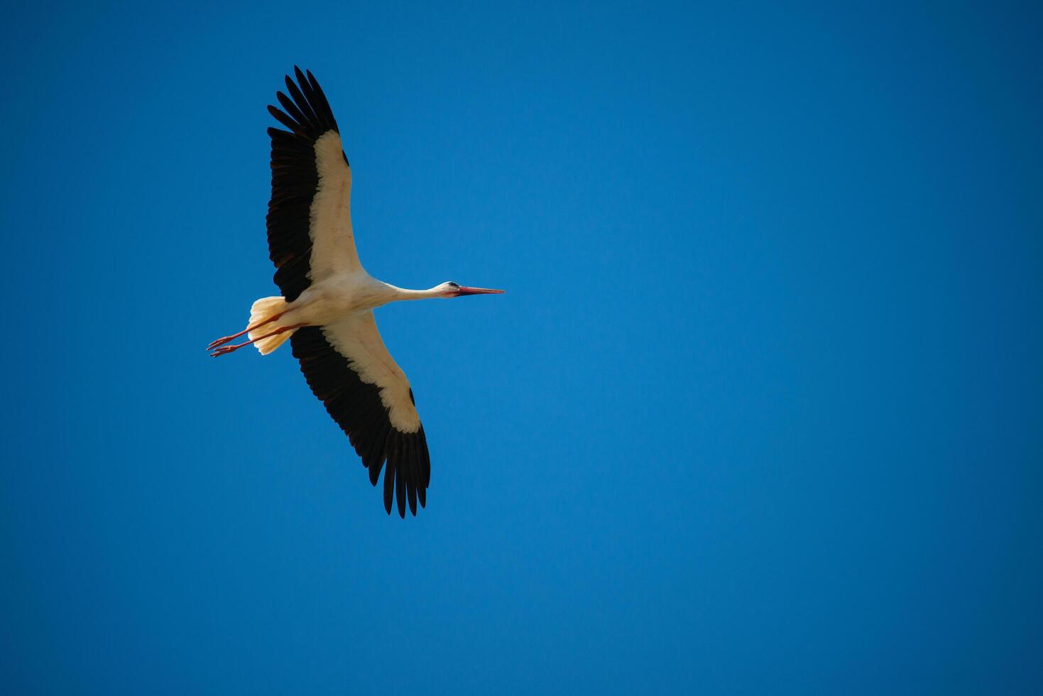 White stork, Ciconia ciconia, flying with spread wings to the right photo