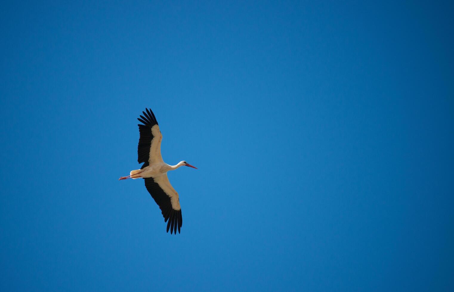 White stork, Ciconia ciconia, flying with spread wings to the right photo