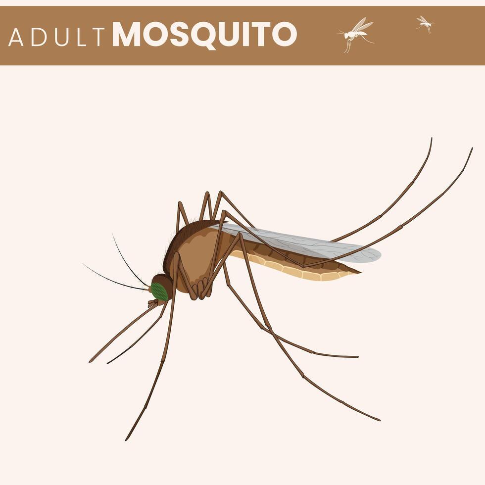 The Adult Mosquito Characteristics, Behavior, and Ecological Role vector