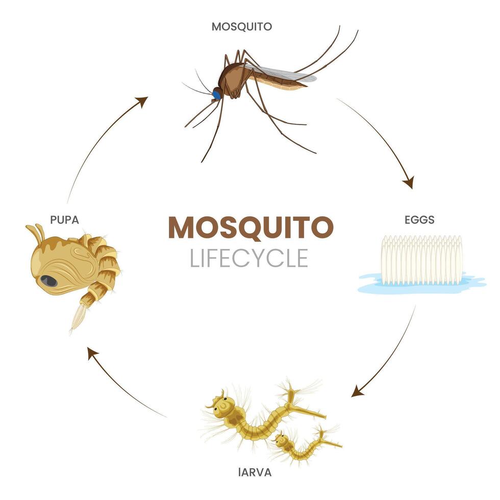 The Adult Mosquito Understanding Its Role and Behavior in Ecosystems vector