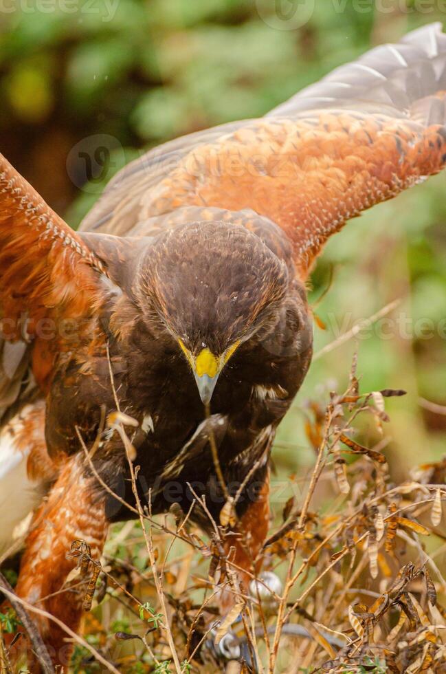 harris hawk with open wings resting on a bush, falconry concept photo
