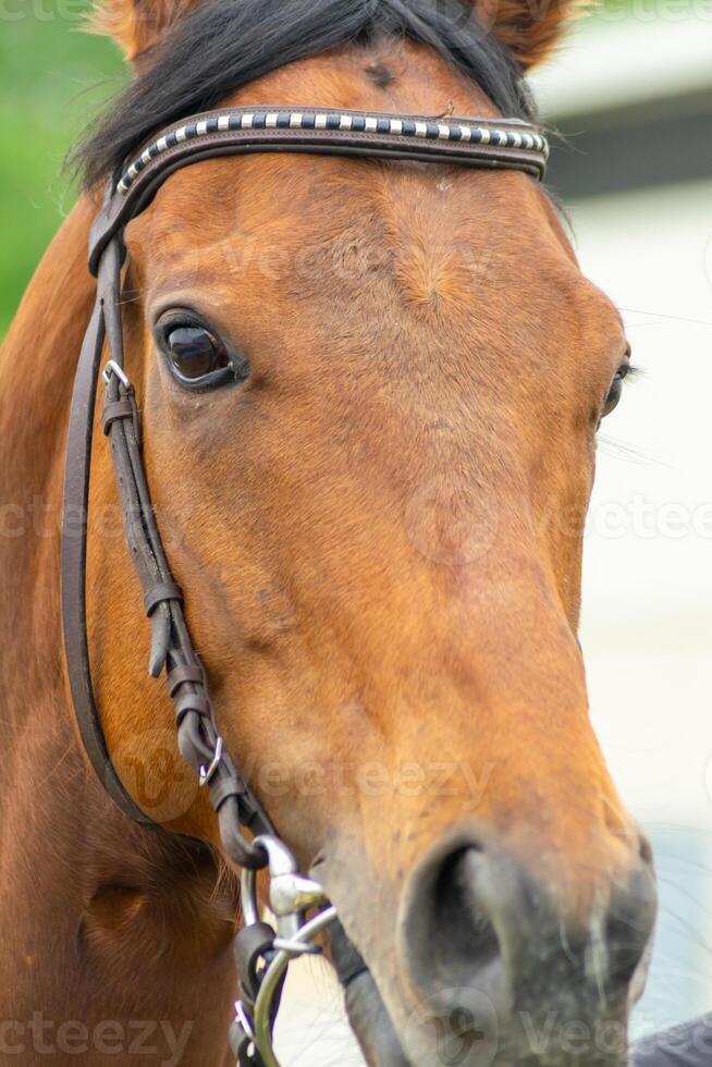 Close up of a purebred horse portrait during competition training photo