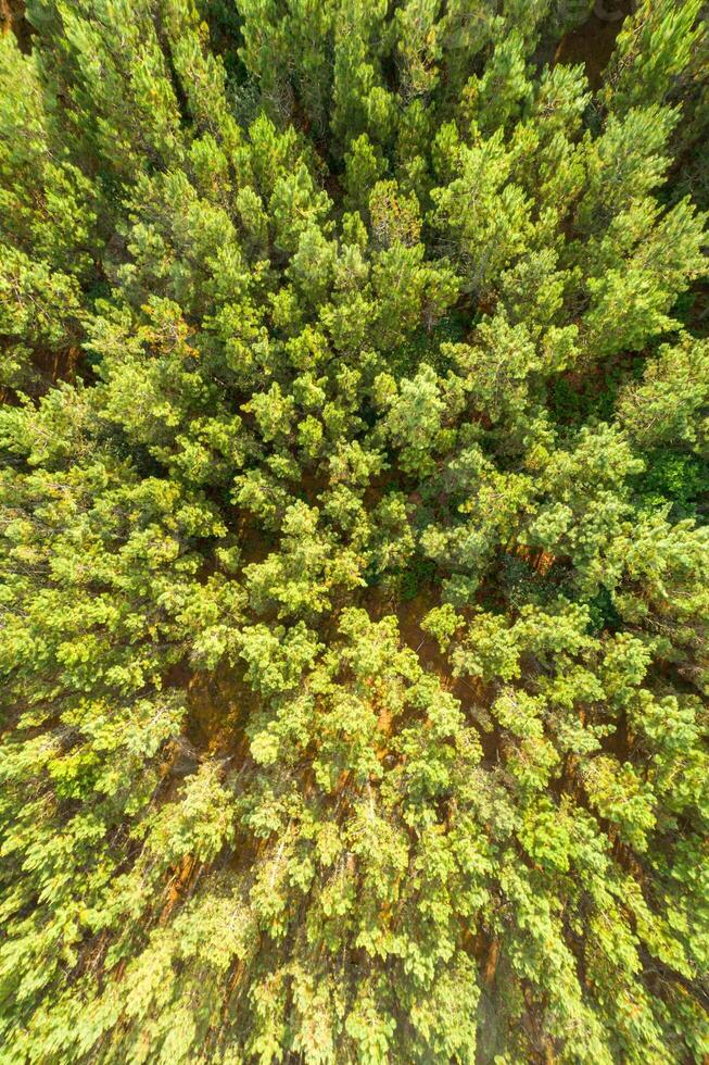Aerial top view of summer green trees in pine forest in rural Spain. Drone photography photo