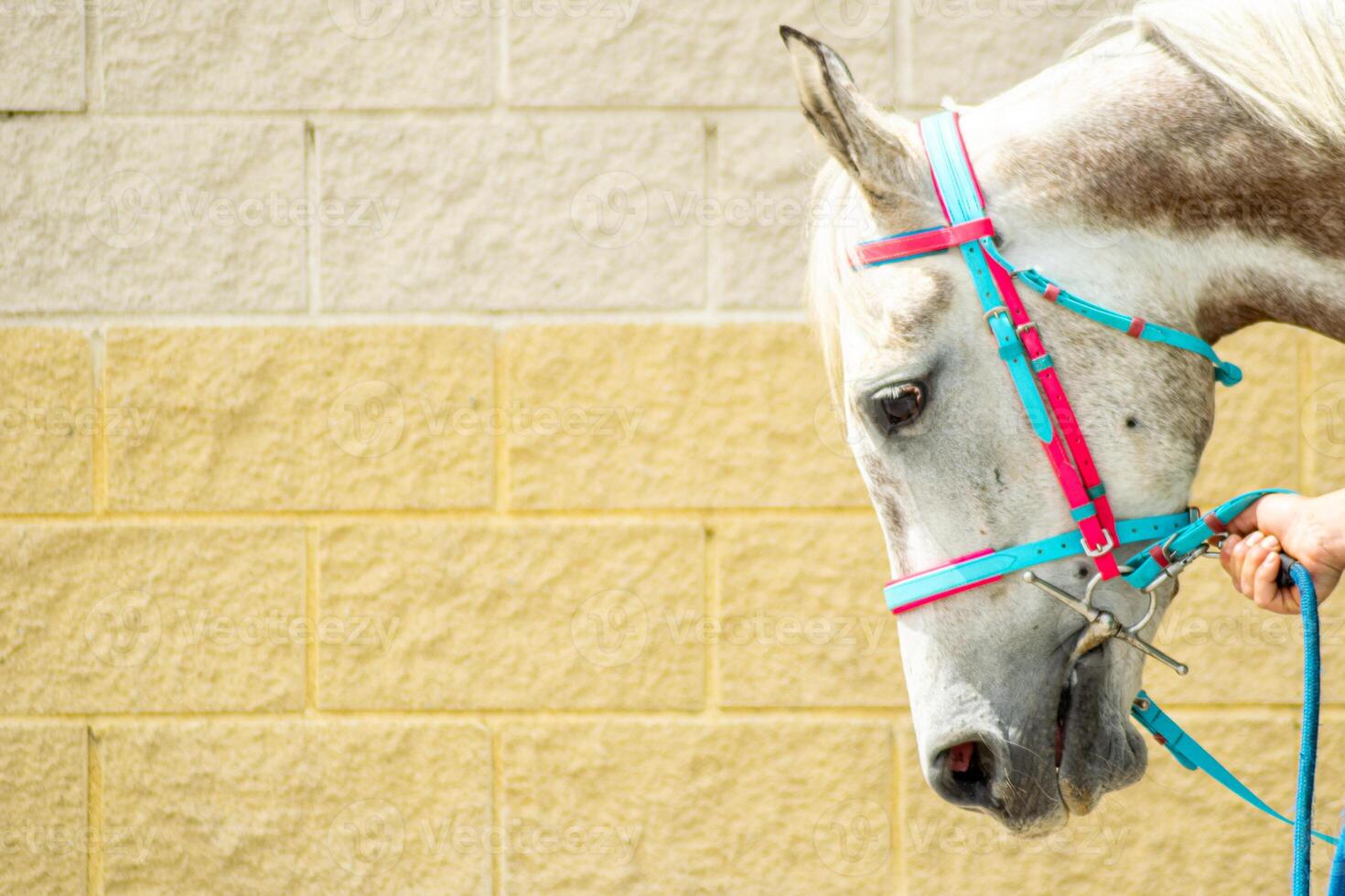 portrait of a thoroughbred horse at a equestrian competition photo