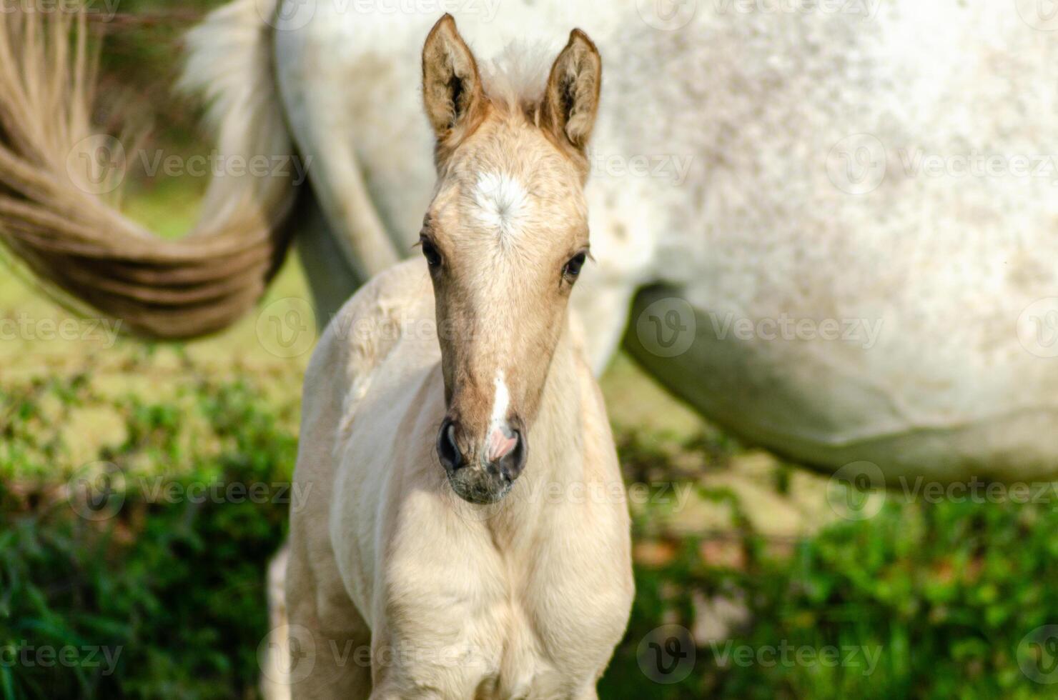 portrait of a white foal looking at the camera with its mother's body in the background photo