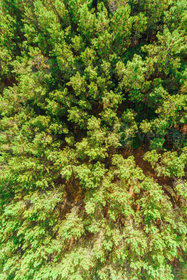 drone aerial view of a pine forest in spring, textured background photo