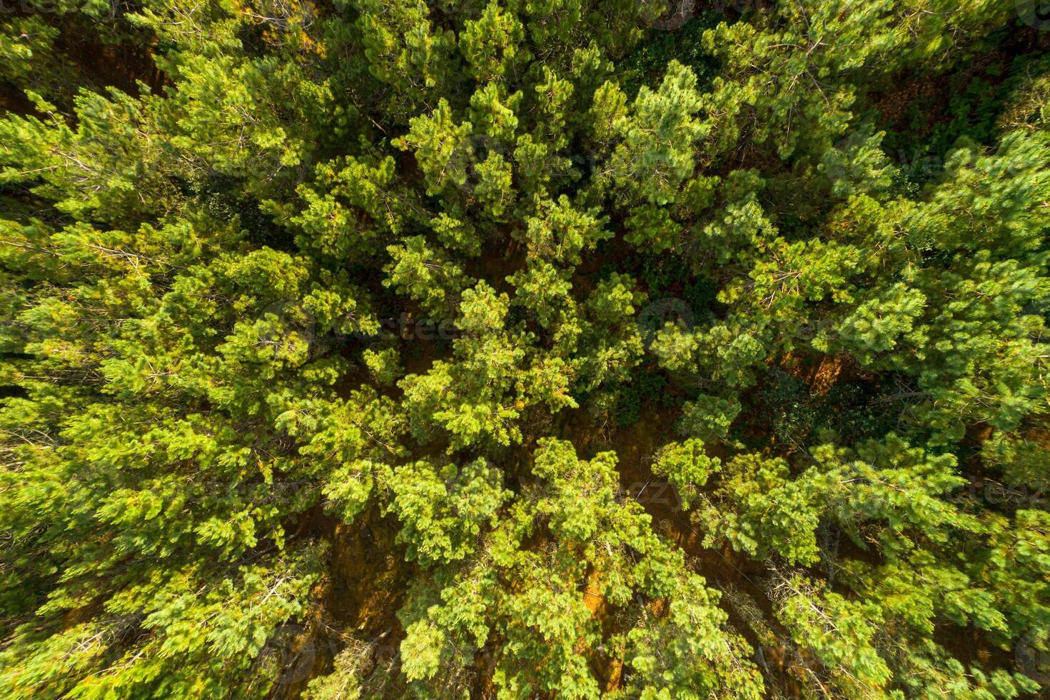 Aerial top view of summer green trees in pine forest in rural Spain. photo
