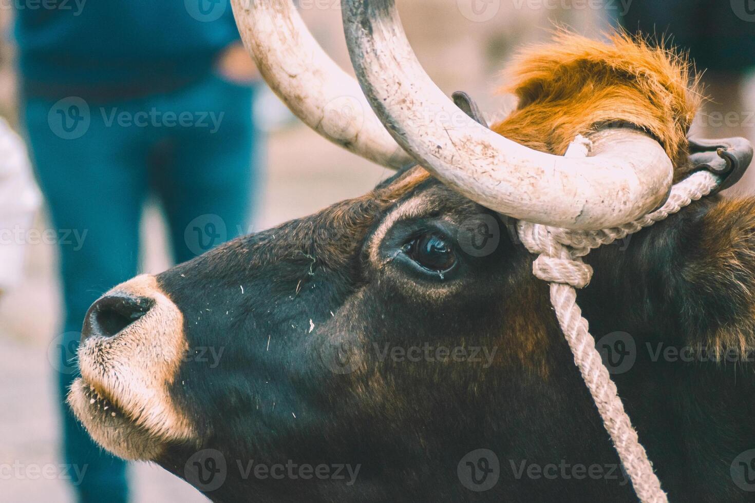 Portrait of an ox in the traditional festival of Allariz. Festa do Boi. Galicia, Spain. photo