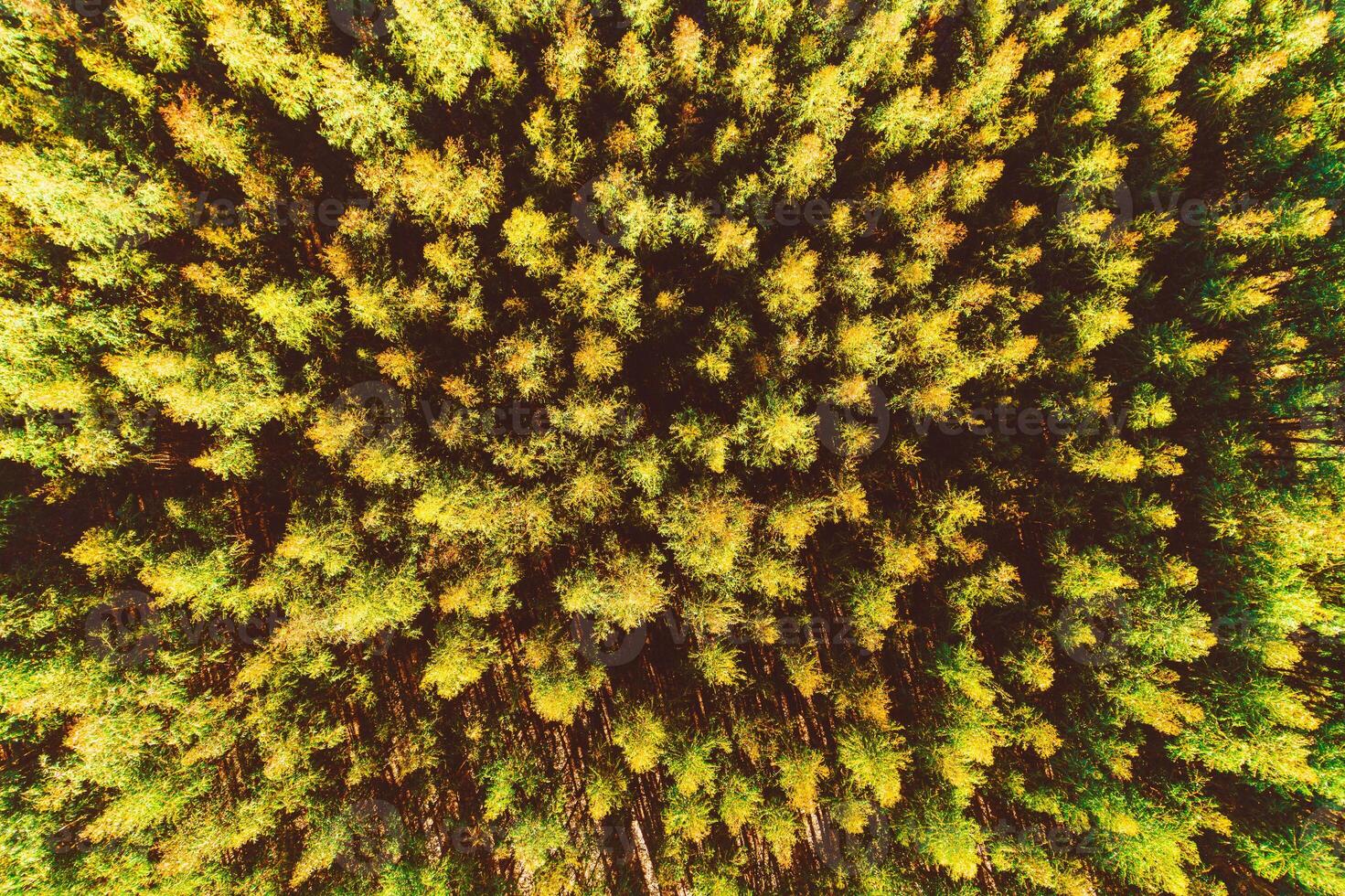 Overhead view of coniferous forest at sunset from drone perspective, texture background photo