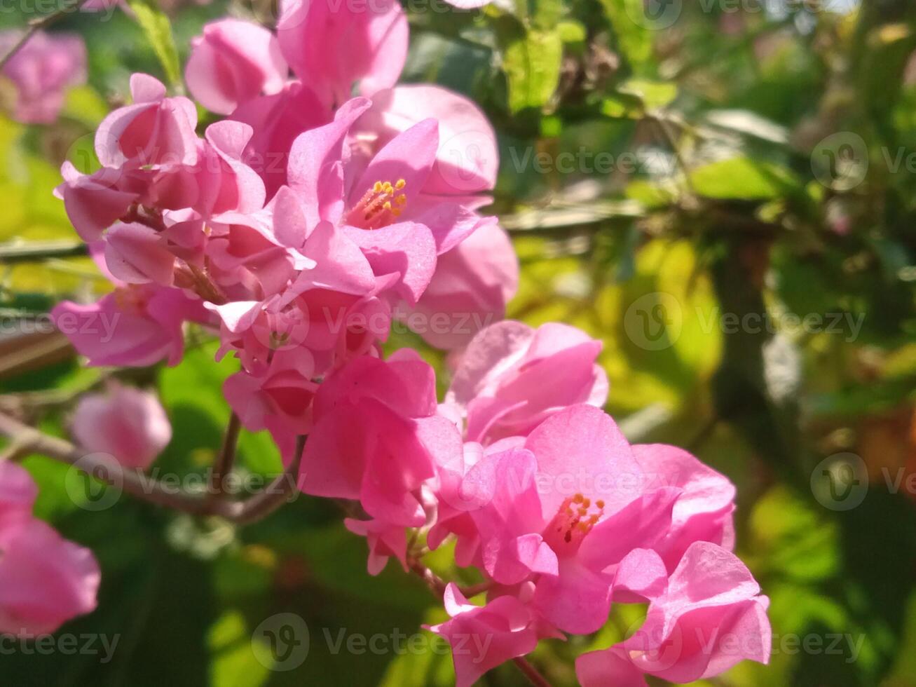 Pink flowers with close-up horizontal view photo