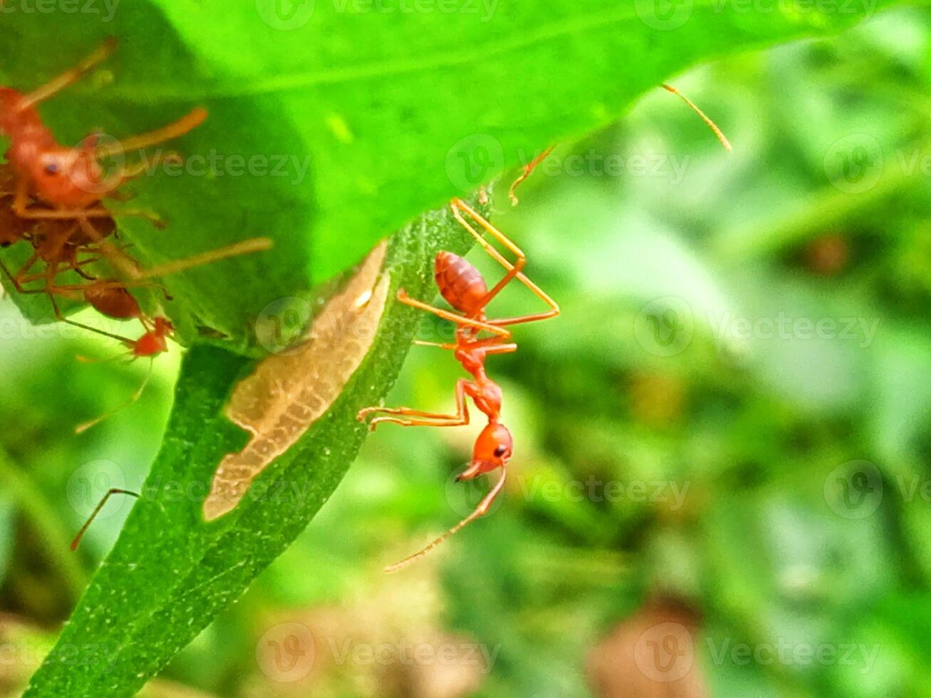 Weaver ants crawling on a leaf with a close-up horizontal view photo