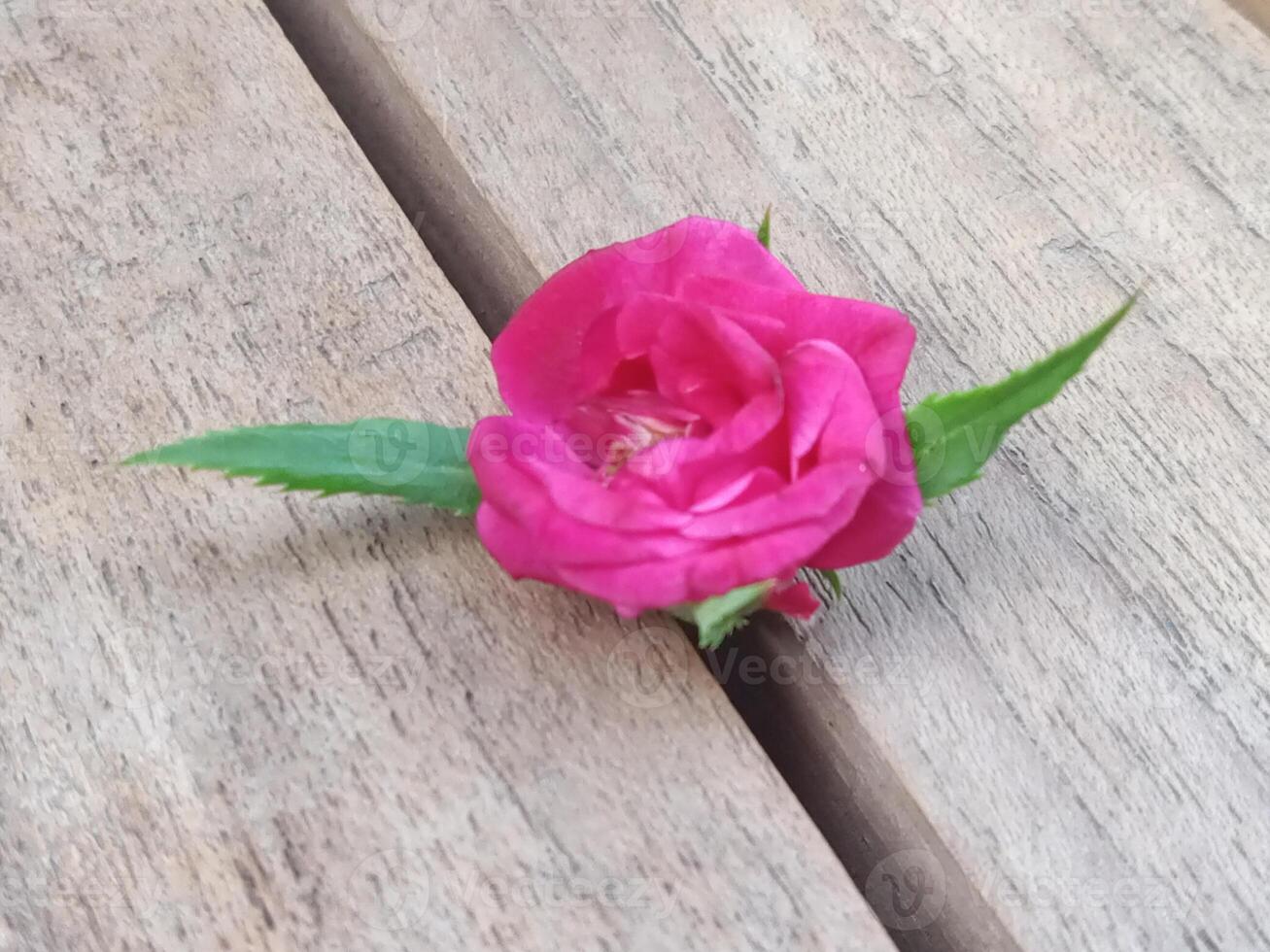 Garden roses on wood photo