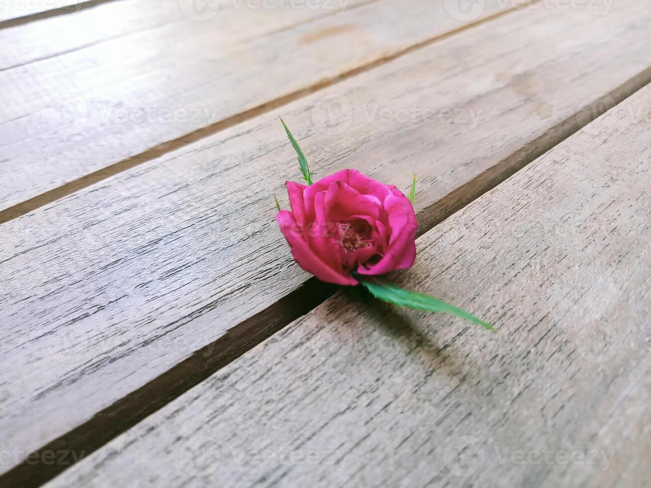 Garden roses on wood photo