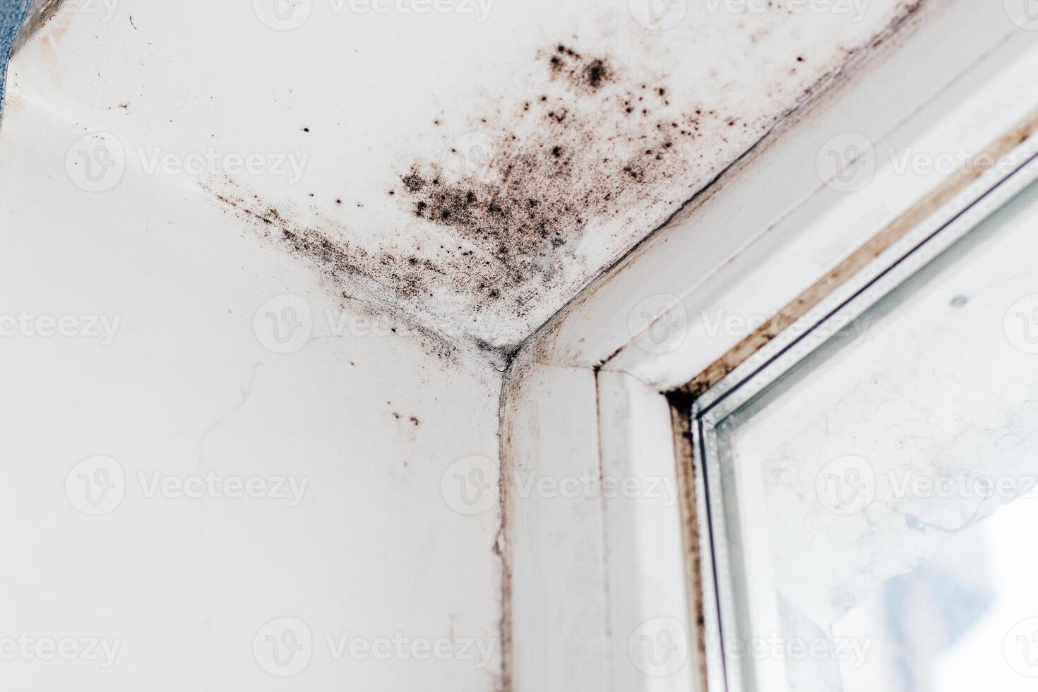 A blackened blooming fungus in the corner of the window. photo