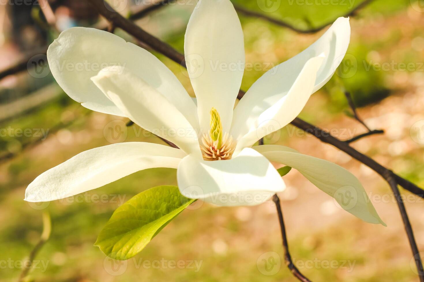 White magnolia flower close-up in botanical garden photo