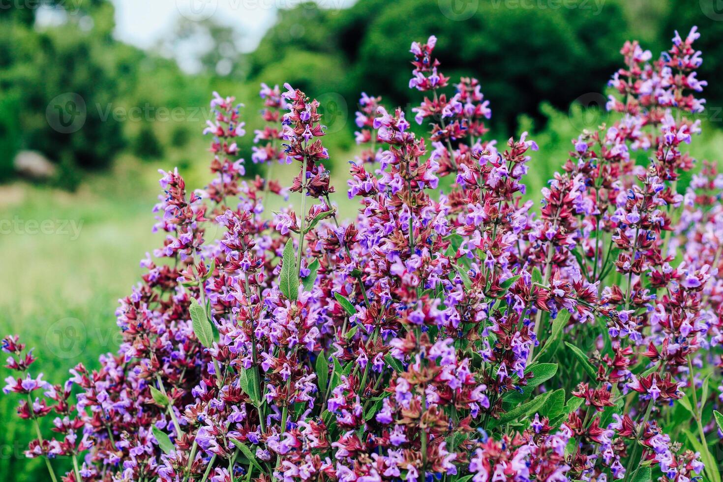 A bush of violet blooming salvia violet in the garden photo