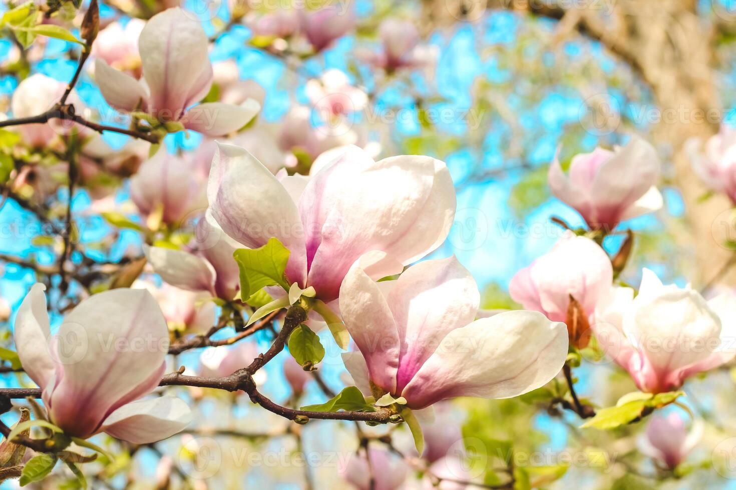 Pink magnolia flower close-up in botanical garden photo