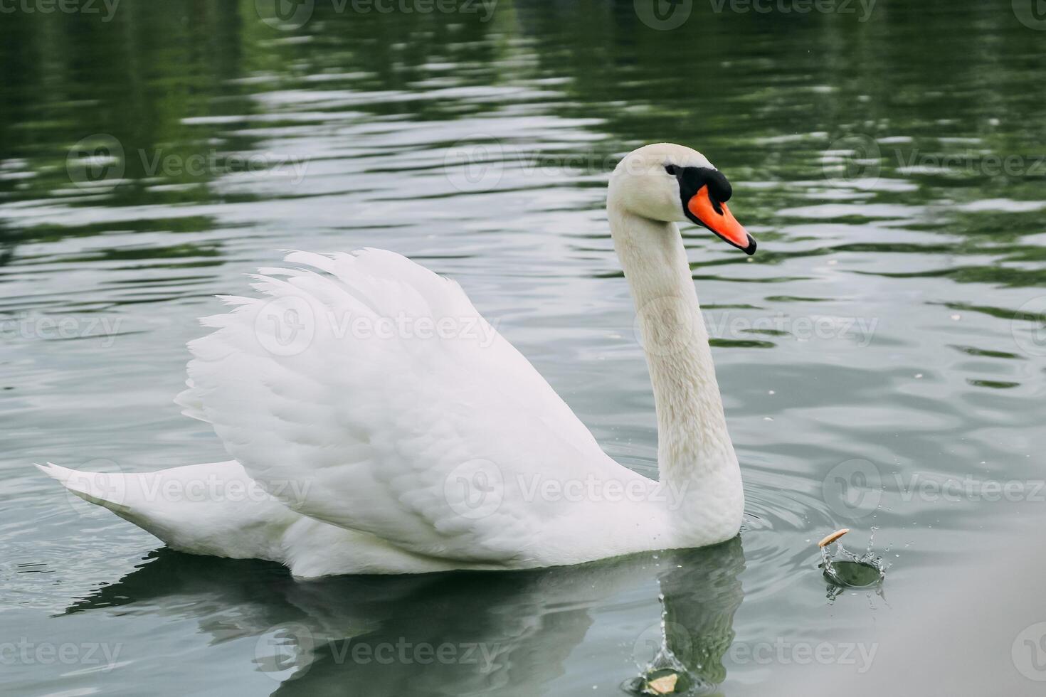 A white swan in a large lake close-up photo