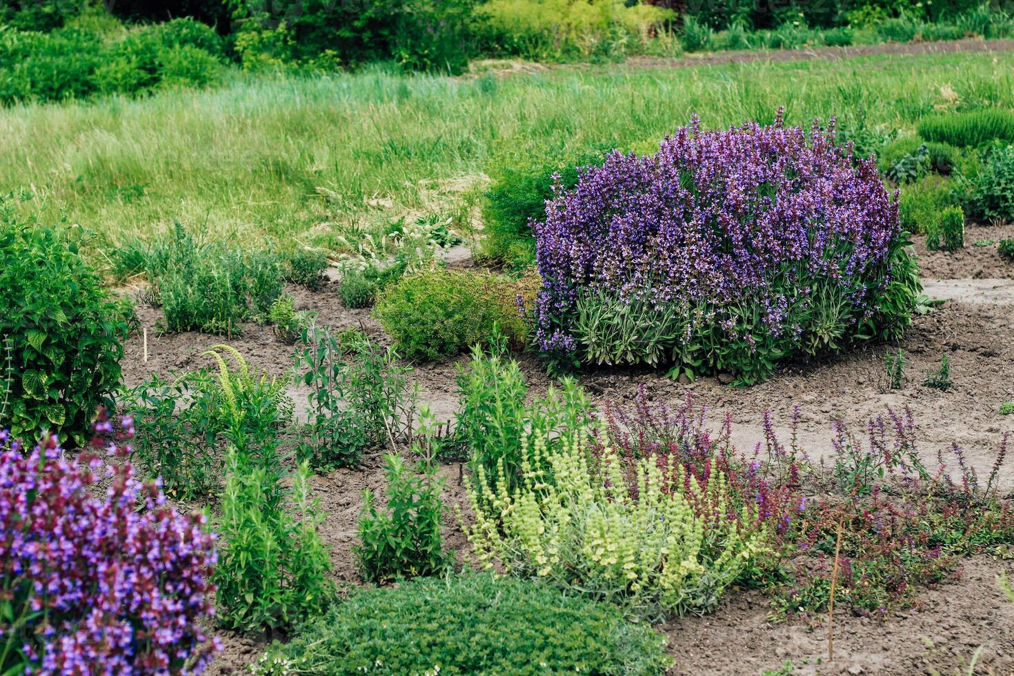 A bush of violet blooming salvia violet in the garden photo