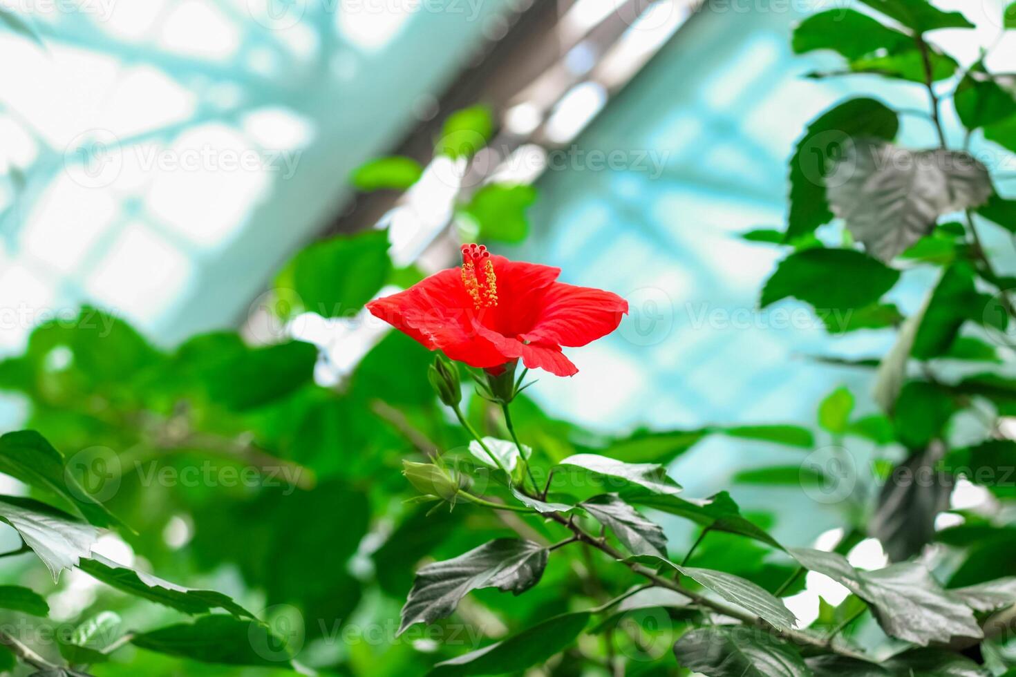 Blooming red tropical hibiscus flower close-up, floral background photo