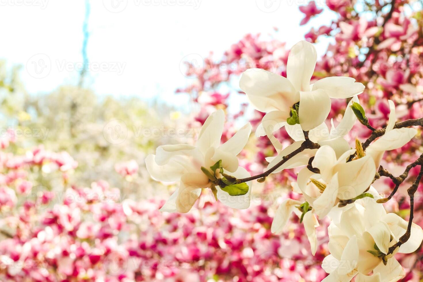 White magnolia flower close-up in botanical garden photo