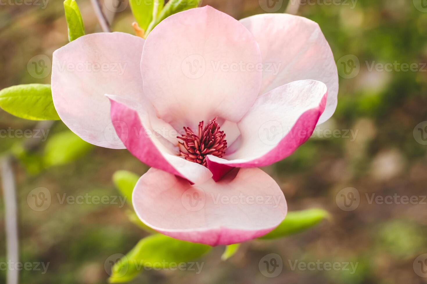 Pink magnolia flower close-up in botanical garden photo