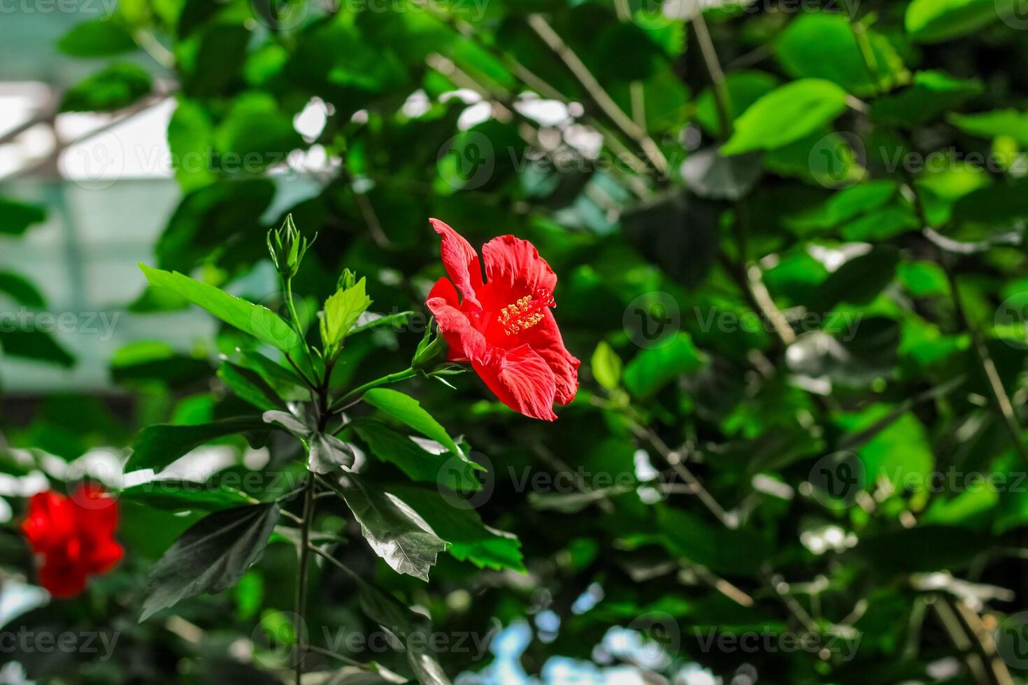 Blooming red tropical hibiscus flower close-up, floral background photo