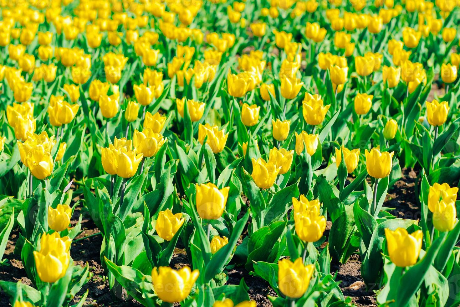 Close-up of a yellow tulip in a botanical garden photo