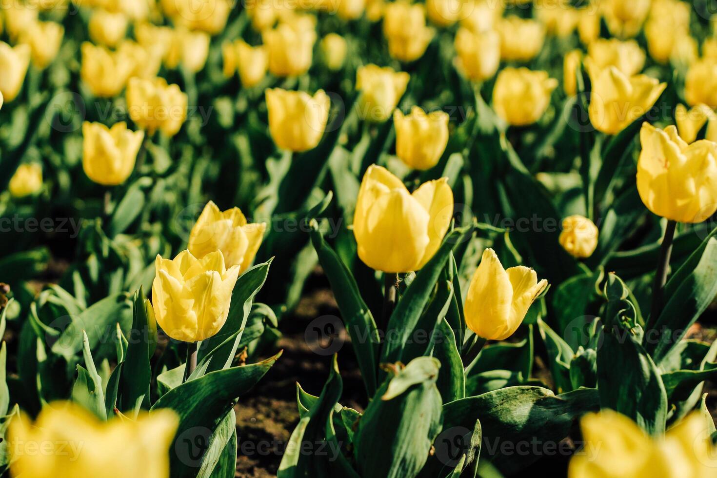 Close-up of a yellow tulip in a botanical garden photo